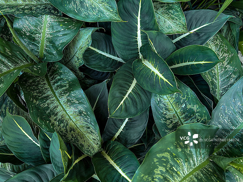 深绿色树叶自然背景图片素材