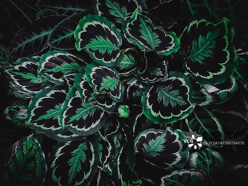 栉花竹芋属图片素材