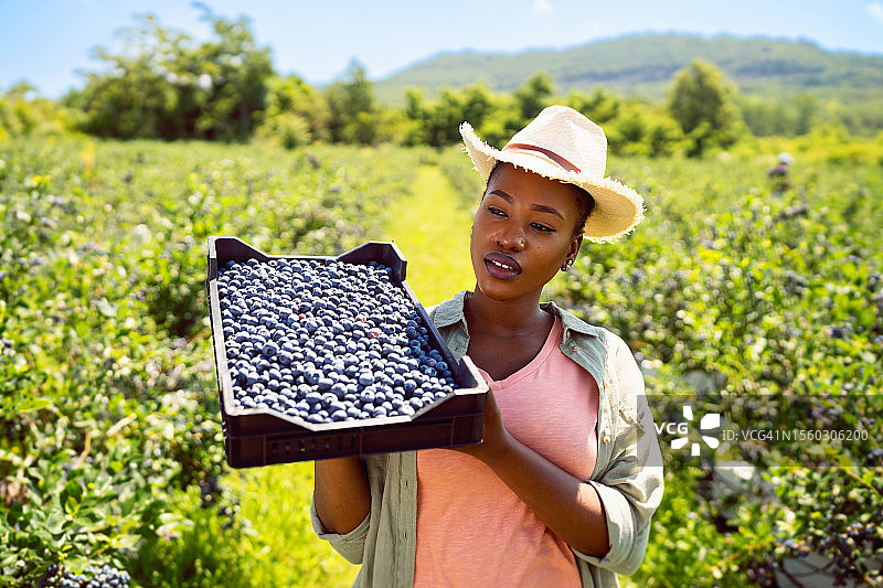 黑人妇女在有机蓝莓农场拿着一箱她采摘的蓝莓图片素材
