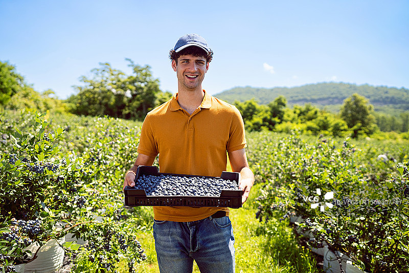 男人在有机蓝莓农场采摘蓝莓图片素材