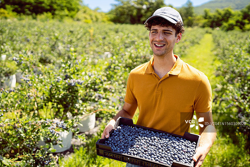 年轻的白人男子在有机蓝莓农场工作图片素材