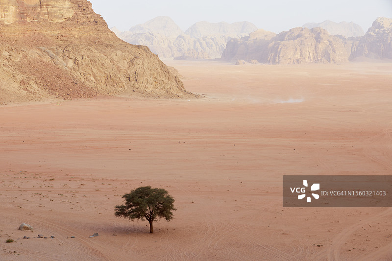 约旦亚喀巴瓦迪拉姆沙漠中的孤独树图片素材