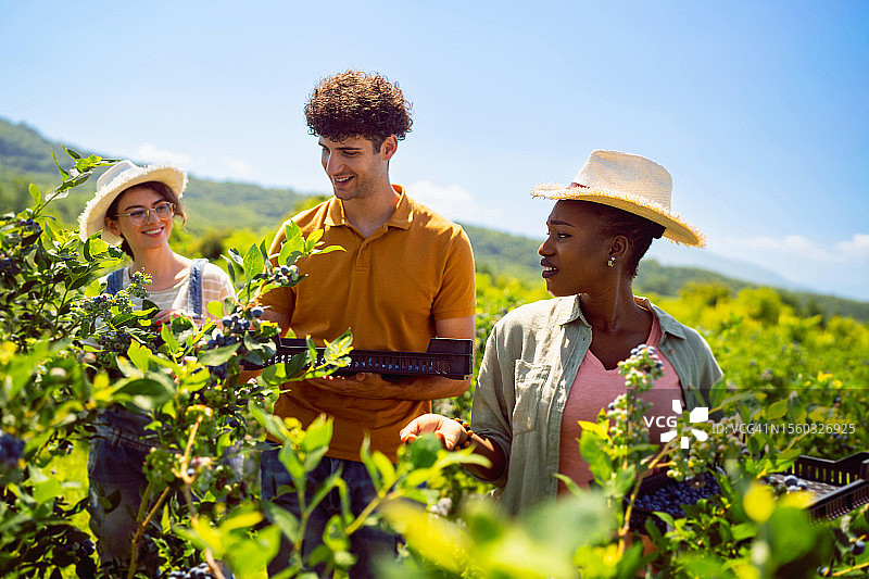 混血年轻工人在农场采摘蓝莓图片素材
