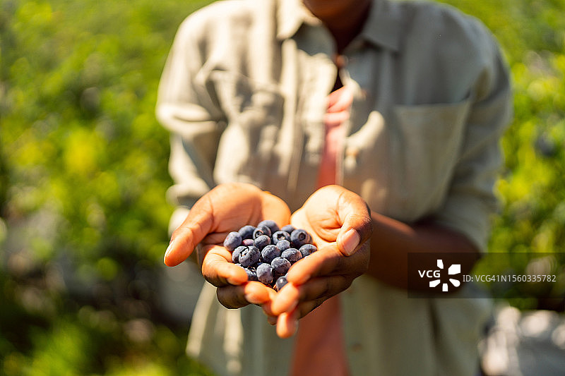 黑人女人手持采摘的蓝莓图片素材