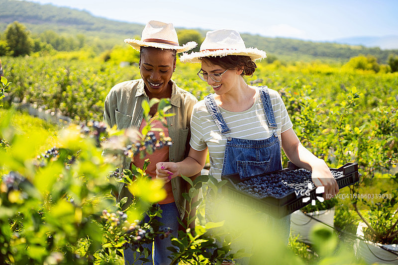 多种族年轻女工在农场采摘蓝莓，乐趣无穷图片素材