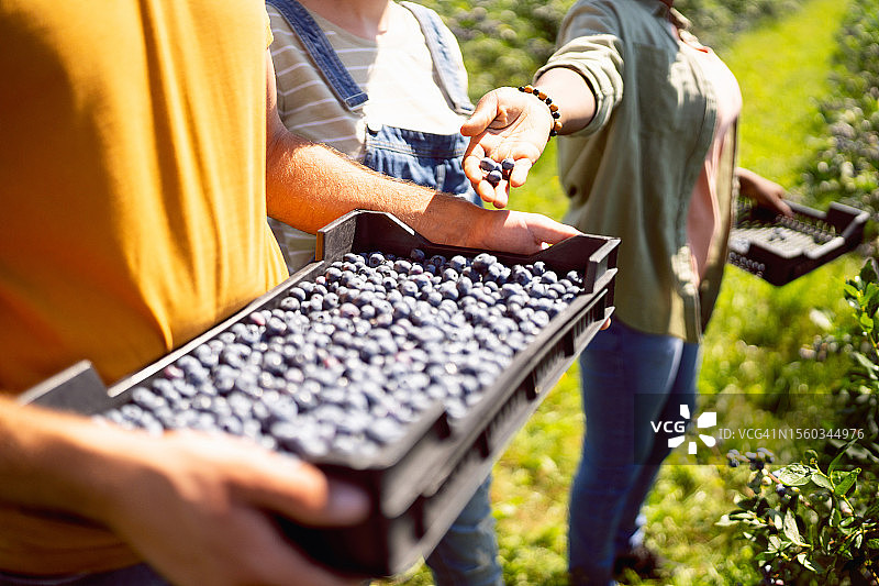 一群不知名的多种族年轻工人在农场采摘蓝莓图片素材