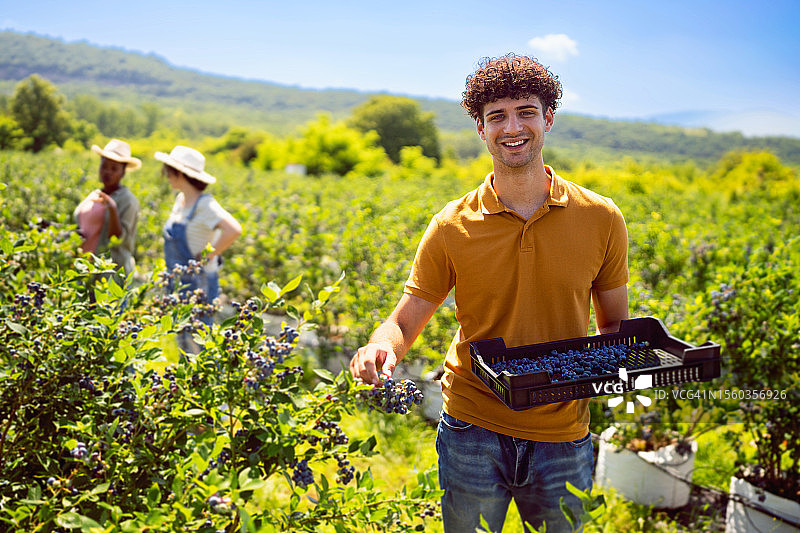年轻的白人男子采摘蓝莓图片素材