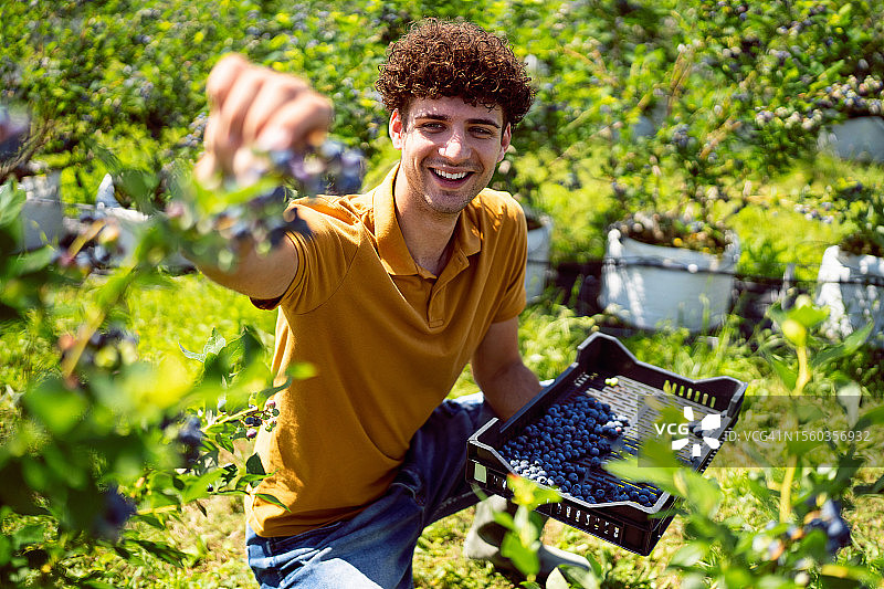 农民在有机农场采摘蓝莓图片素材