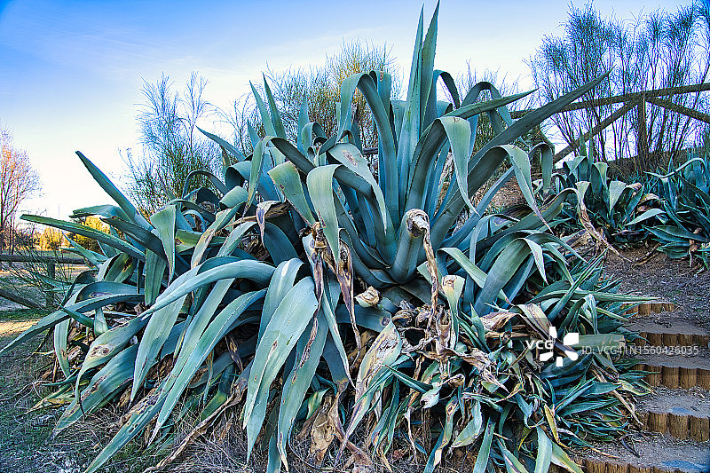 龙舌兰图片素材