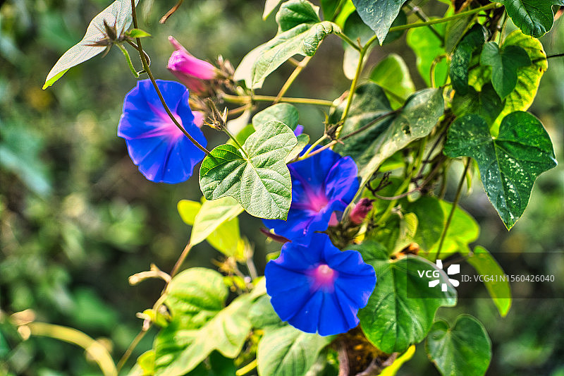 印度茑萝图片素材