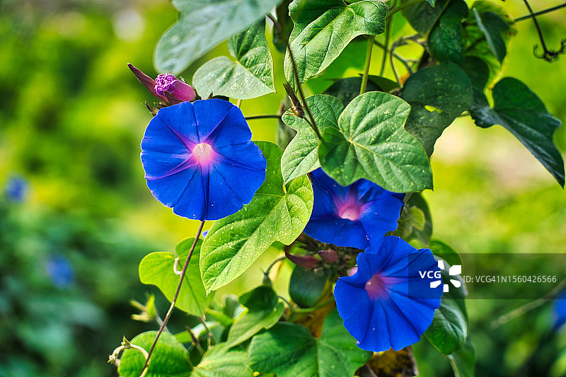 印度茑萝图片素材