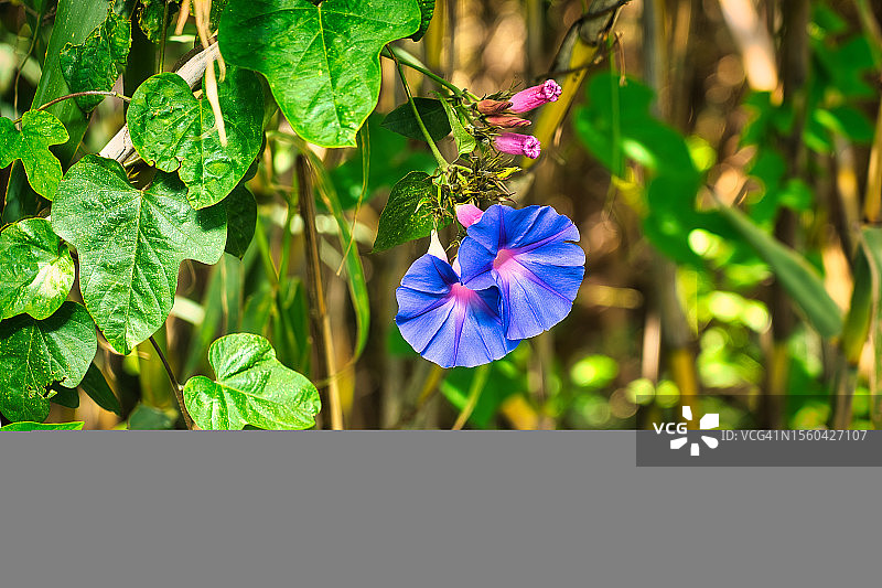 印度茑萝图片素材