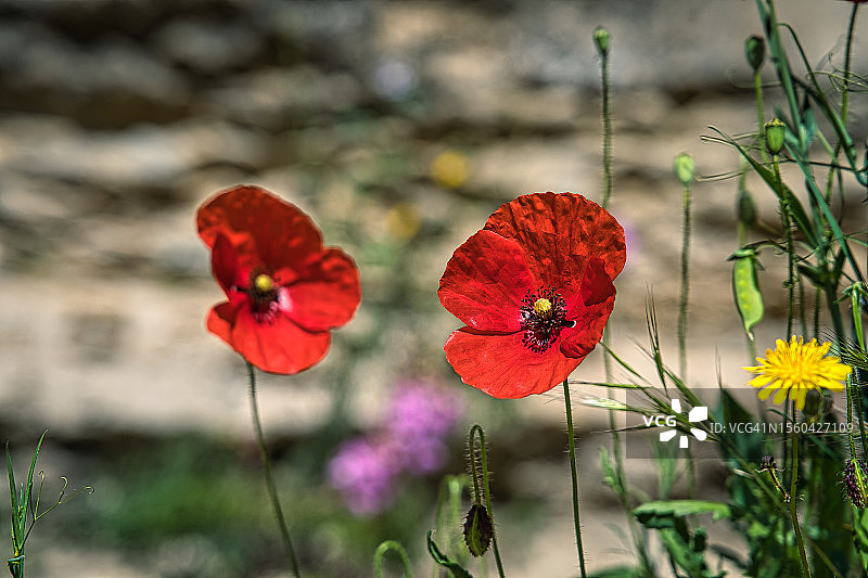 春天里的虞美人图片素材