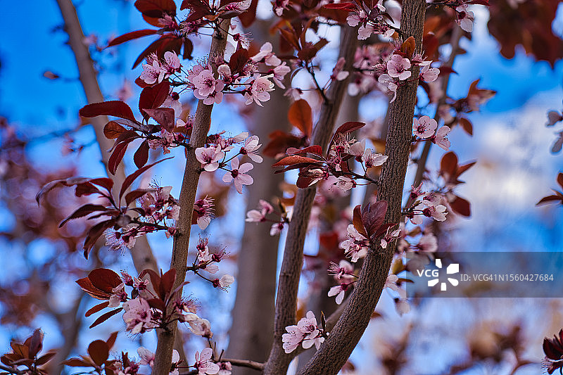 欧洲李图片素材
