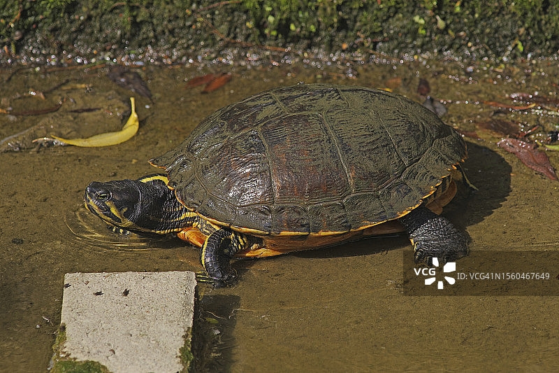 黄腹滑龟图片素材