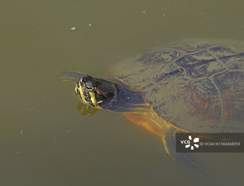 黄腹滑龟图片素材