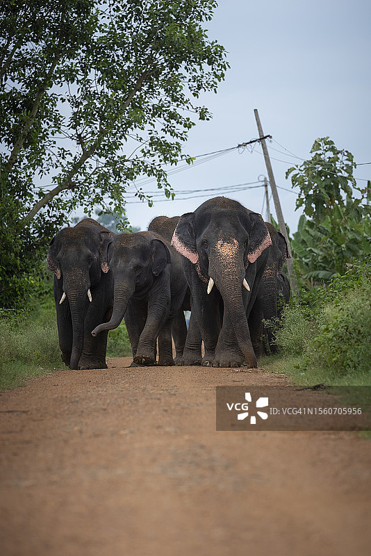 亚洲野象群在印度安得拉邦的道路上行走图片素材
