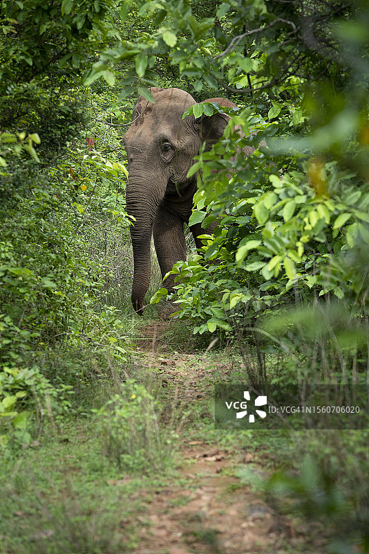 在印度安得拉邦的森林中行走的一头印度亚洲非洲象图片素材