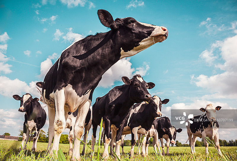 草地上的荷斯坦奶牛图片素材