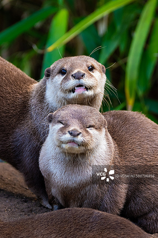 两只水獭，英国图片素材