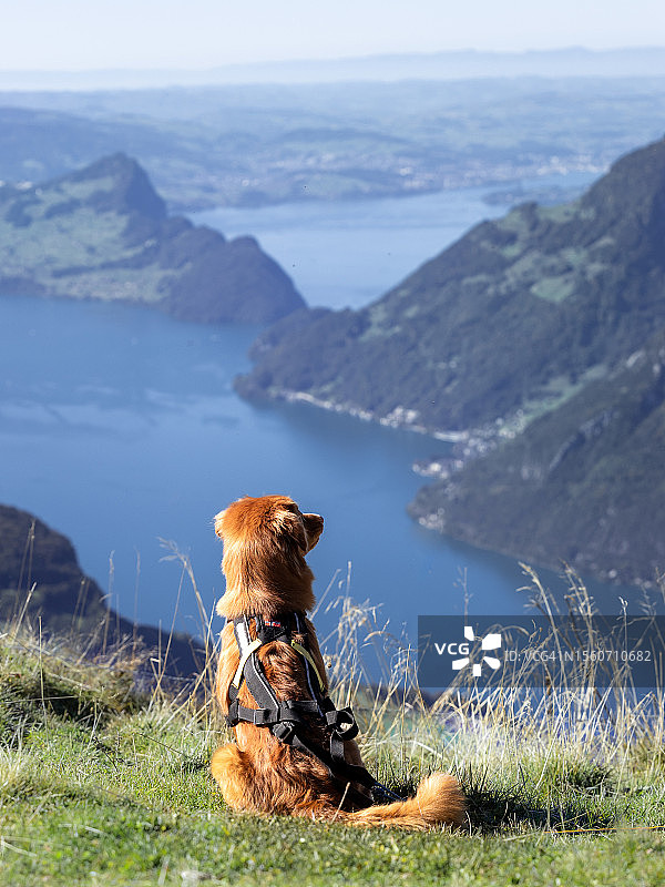 在瑞士，一只狗坐在山边，背景是蓝色湖泊和天空的背影图片素材