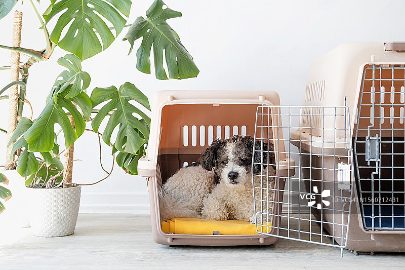 可爱比熊犬躺在宠物箱里，背景是白色墙壁和盆栽图片素材