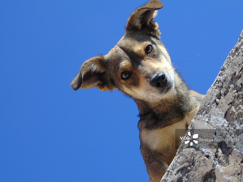 墨西哥哈利斯科州，狗的仰视角度照片图片素材