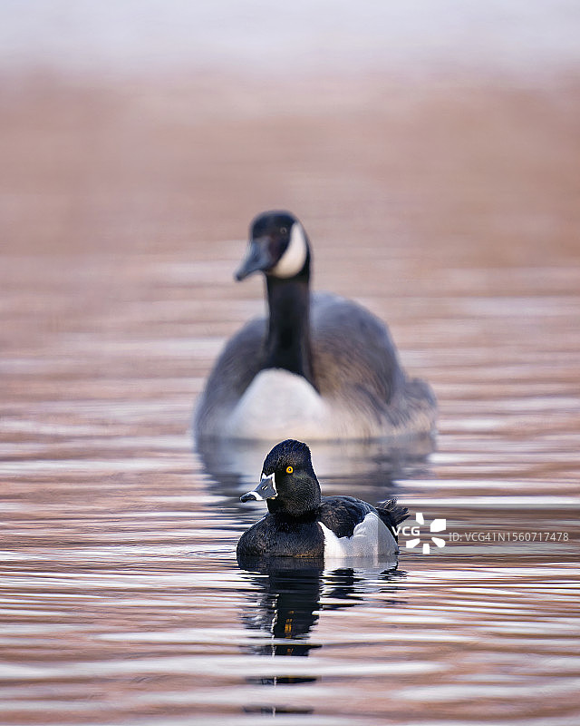 迁徙的环颈鸭和加拿大鹅在冬末的湖面上漂浮的特写，美国密歇根州诺维图片素材