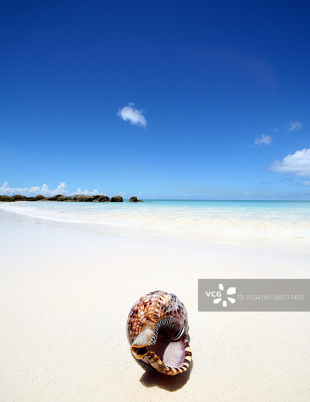 巴哈马拿骚海滩贝壳特写，蓝天碧海金沙图片素材