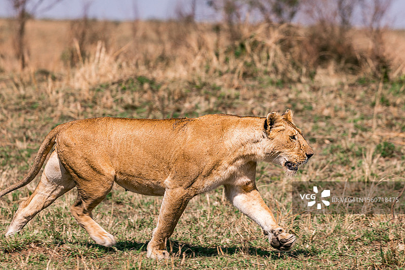 狮子在肯尼亚草原上行走的侧面照图片素材