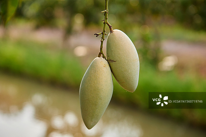 泰国素攀武里府树上悬挂的芒果特写图片素材