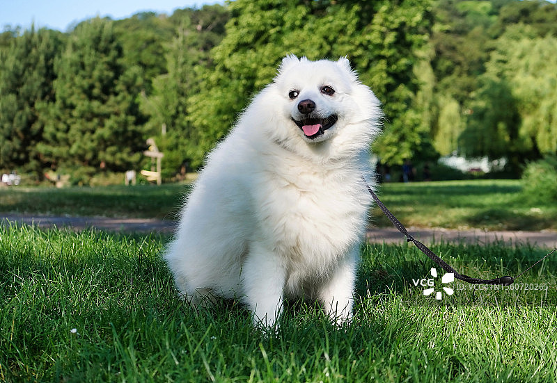 在英国伦敦的田野上，带着皮带看向远方的可爱纯种萨摩耶犬图片素材