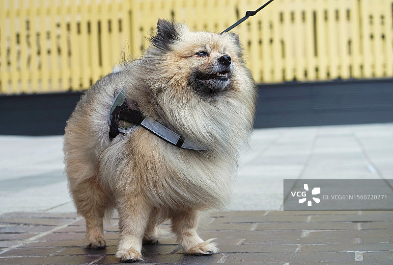 棕色博美犬在伦敦公园人行道上的特写，英国图片素材