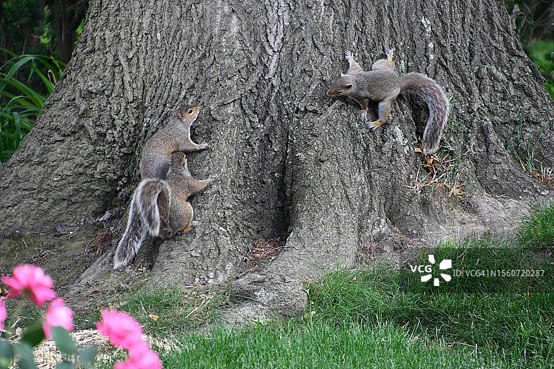 三只松鼠在树干上嬉戏的特写，美国俄亥俄州凯霍加瀑布图片素材