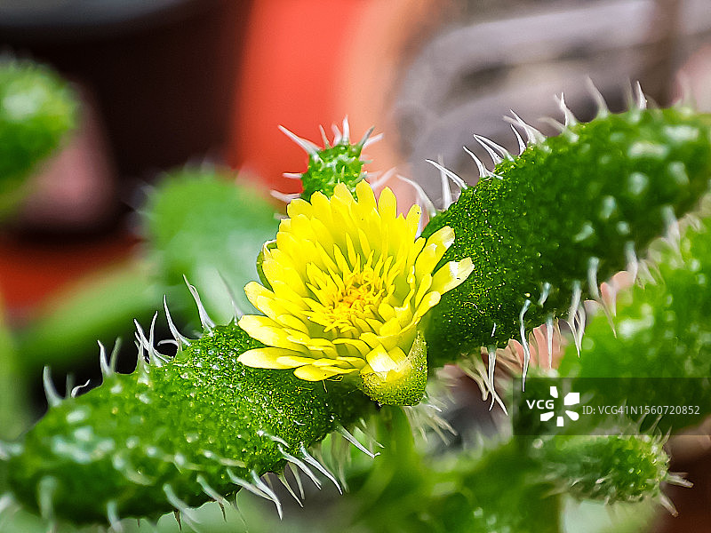墨西哥的多肉植物和花卉特写图片素材