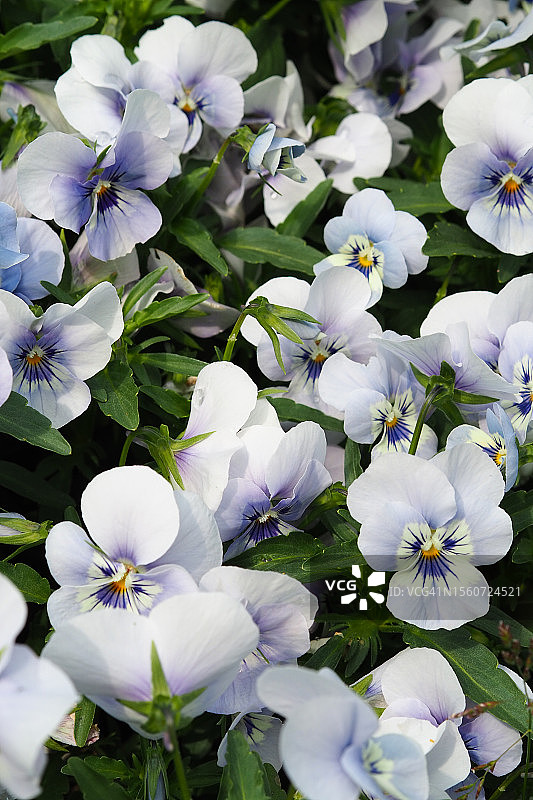 白色三色堇花朵图片素材