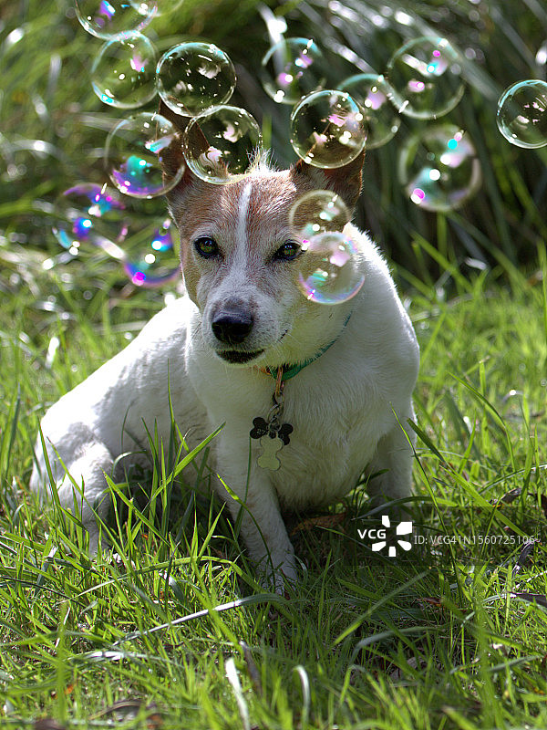 坐在爱尔兰草原上，看着镜头，周围有泡泡的狗特写图片素材