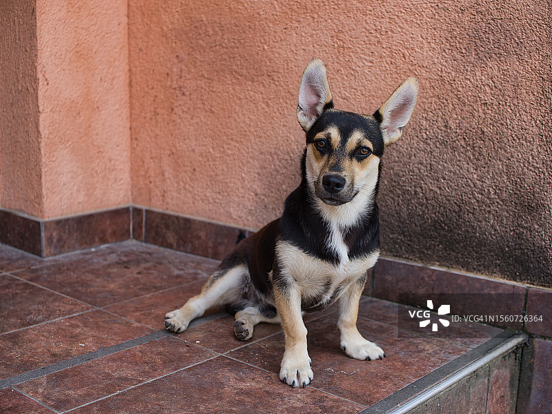 在克罗地亚萨格勒布，坐在地板上看向镜头的小型宠物犬高角度景观图片素材