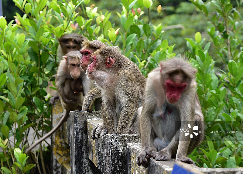 印度坐在墙上的猴子特写图片素材