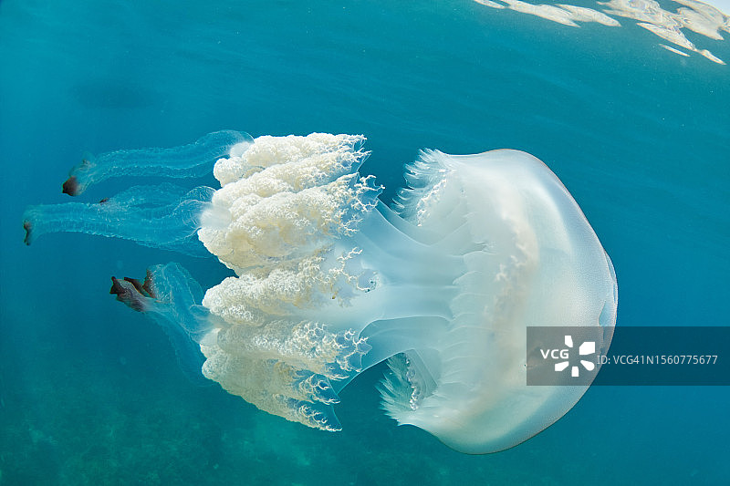 漂浮在地中海清澈海水中的巨型桶水母（Rhizostoma luteum）图片素材