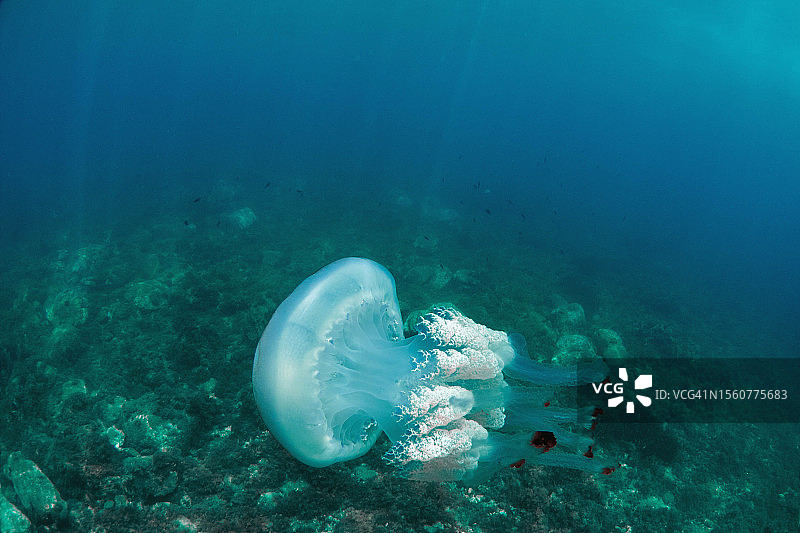漂浮在地中海清澈海水中的巨型桶水母（Rhizostoma luteum）图片素材