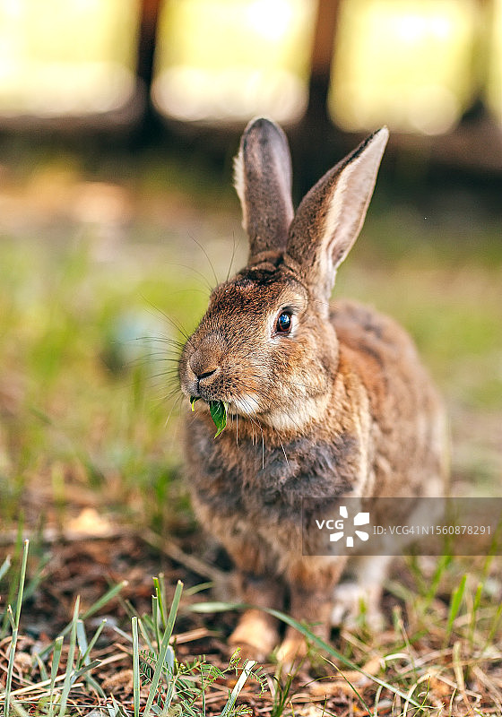夏季田野背景中吃绿草的棕色小尾野兔图片素材