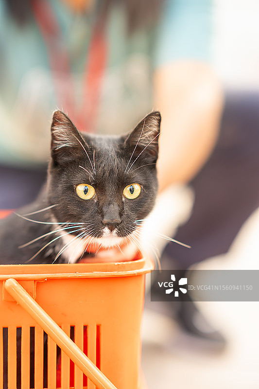 长着白色和黄色眼睛的黑猫图片素材