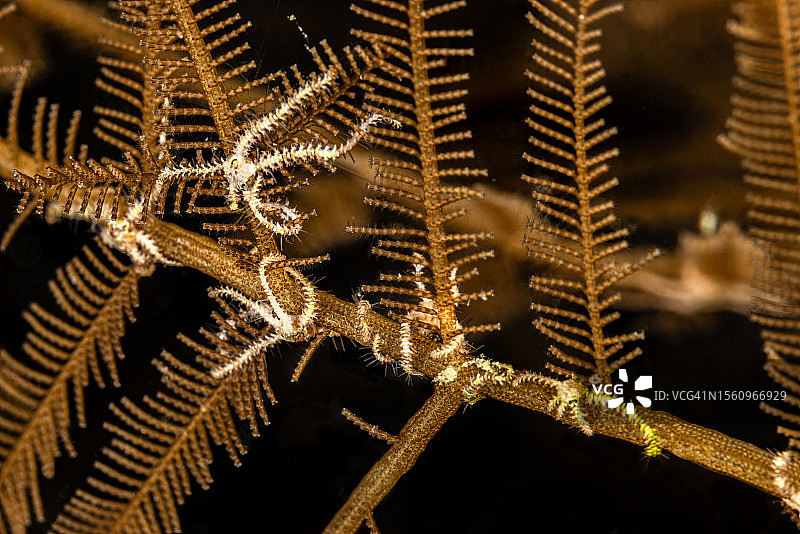 西巴布亚，特里同湾，刺胞动物上的年轻脆海星图片素材