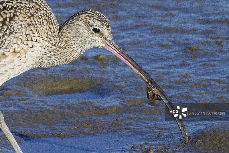 近距离拍摄的长嘴丘鹬捕蟹图片素材