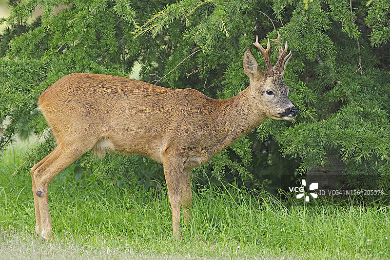 狍[Capreolus capreolus]图片素材