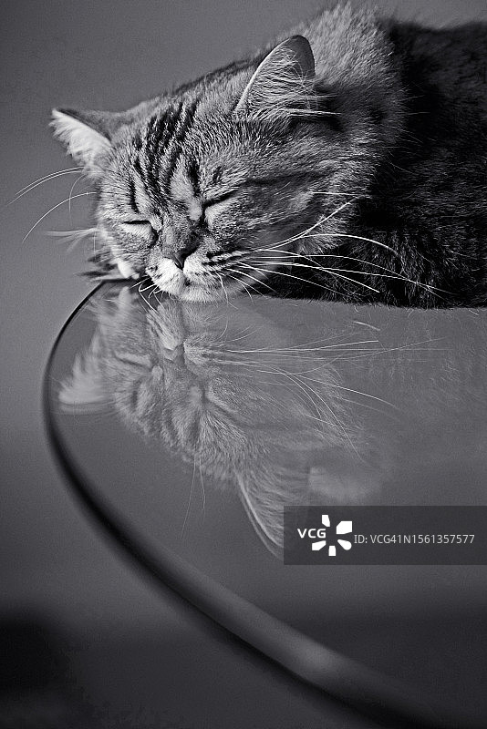 梦中的猫图片素材