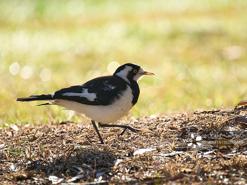 澳洲特有的黑白色鹊鸲在地面觅食，背景是草地图片素材