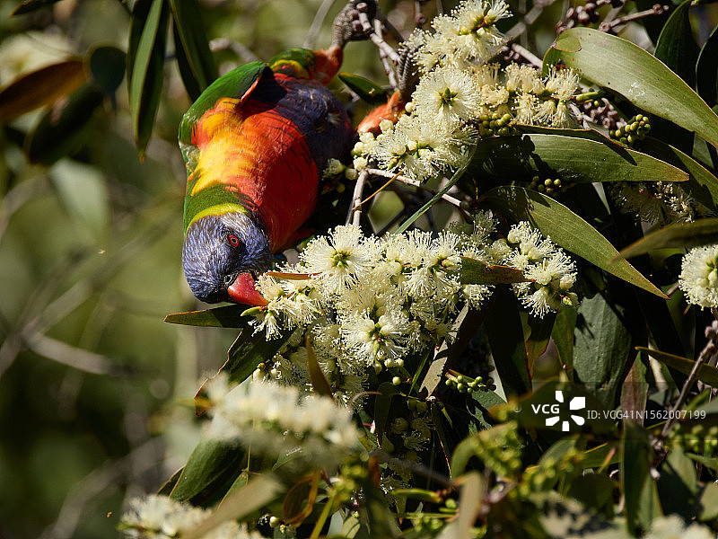 彩色彩虹鹦鹉倒挂吸食瓶刷树花蜜图片素材