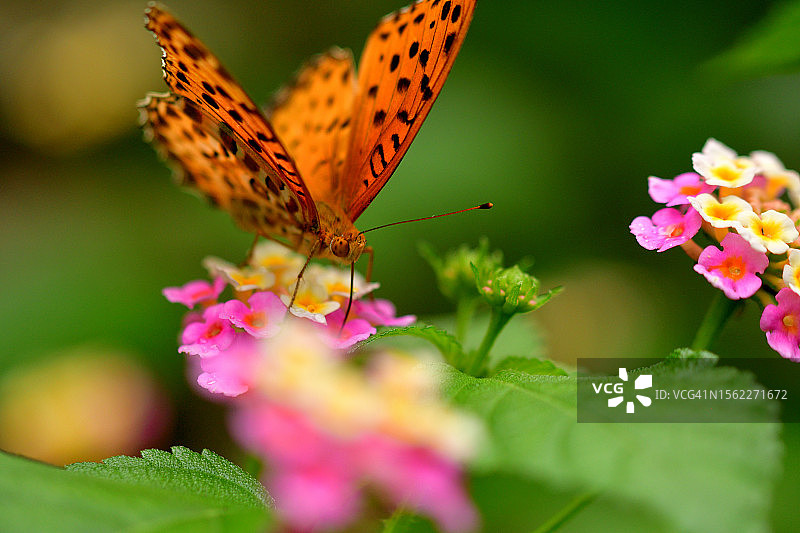 马缨丹/马缨丹/马缨丹花与印度贝母蝴蝶图片素材